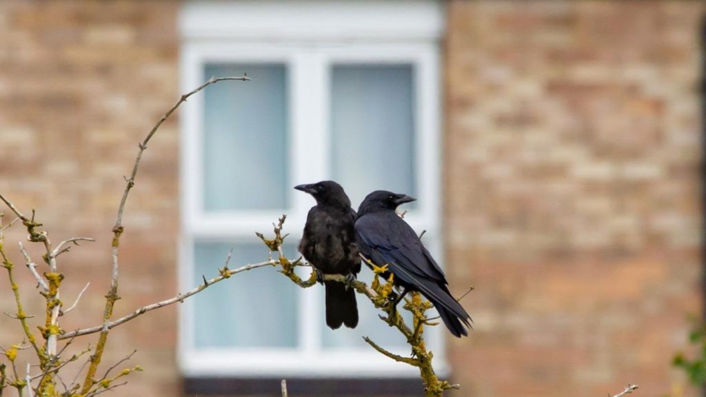 Culture and Mythology: Crows are Tricksters